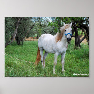 Poster Cavalo Branco em Campo de Grama