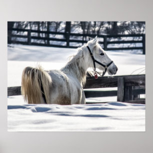 Pôster Cavalo Branco Na Neve