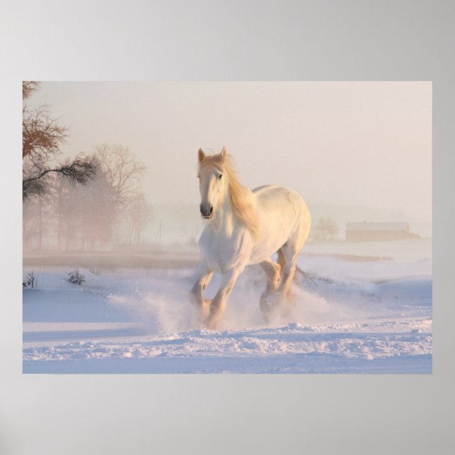 Poster cavalo branco na neve (Frente)