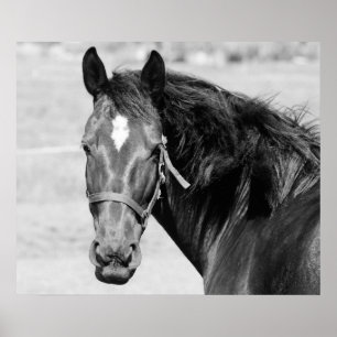 Poster Cavalo Branco Negro