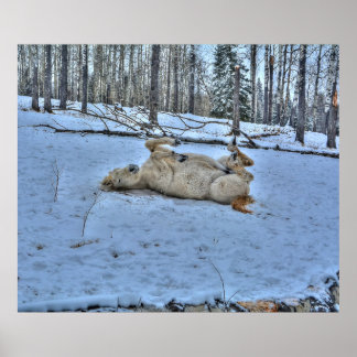 Pôster Cavalo Branco Rolando na Neve de inverno