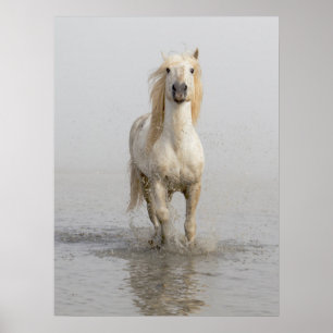Poster Cavalo Camargue Correndo na Água