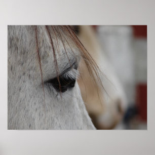 Poster Cavalo cinzento