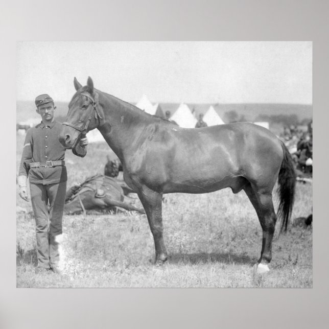 Poster Cavalo "Comanche", o único sobrevivente do Custer (Frente)