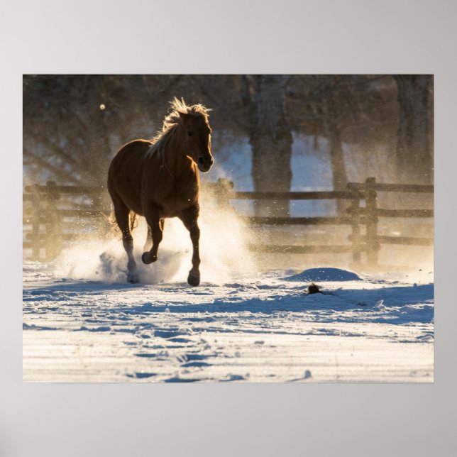 Poster Cavalo Correndo Através da Neve (Frente)