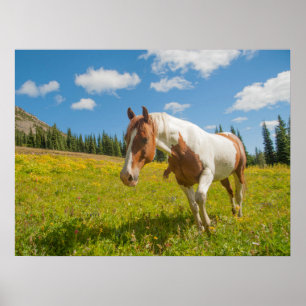 Poster Cavalo Curioso em uma Campina Alpina no Verão