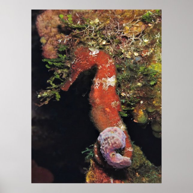 Poster Cavalo-da-costa (Frente)