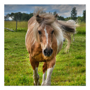 Pôster Cavalo da pintura do Palomino & foto do campo