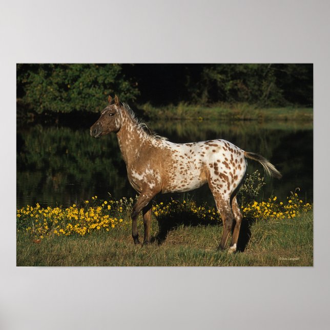 Pôster Cavalo de Appaloosa em Pé de lago (Frente)
