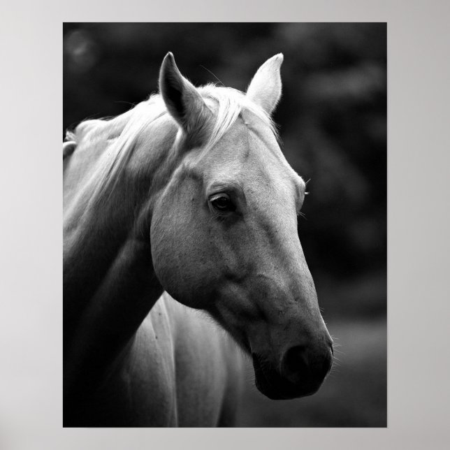 Poster Cavalo de Armário Branco Negro (Frente)