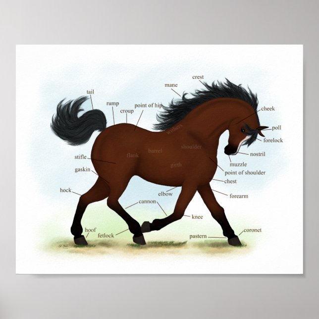 Poster Cavalo de Baía com Gráfico Anatômico Educacional B (Frente)