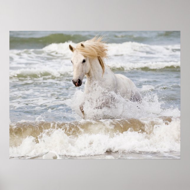 Poster Cavalo de Camargue no Surf (Frente)