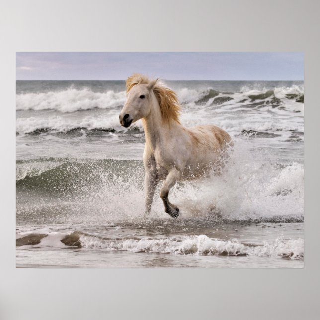 Poster Cavalo de Camargue Sem Surf (Frente)