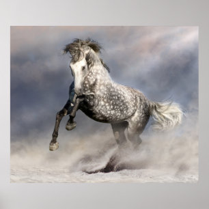 Poster Cavalo de cinza andaluz em movimento