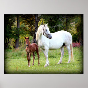 Pôster Cavalo de esboço irlandês