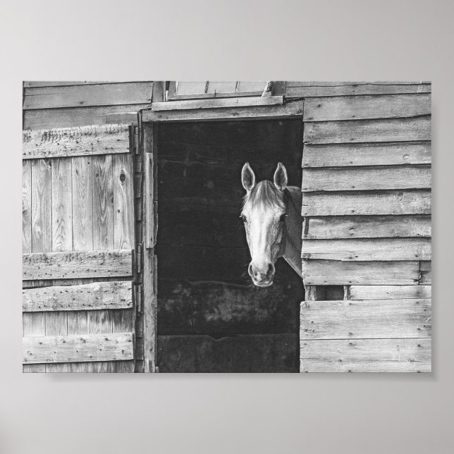 Poster Cavalo de Peekaboo e Barn Preto e Branco (Frente)