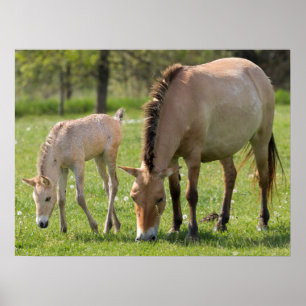 Poster Cavalo de Przewalski e Espuma de Foal