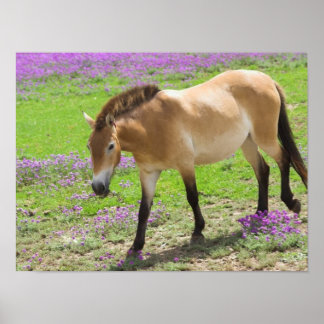 Pôster Cavalo de Przewalskii
