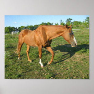 Poster Cavalo de um quarto que Gelding