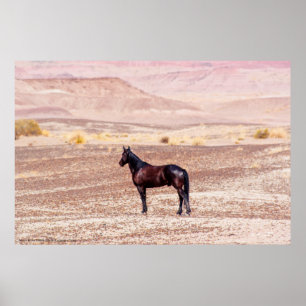 Poster Cavalo do Deserto P8664