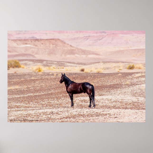 Poster Cavalo do Deserto P8664 (Frente)