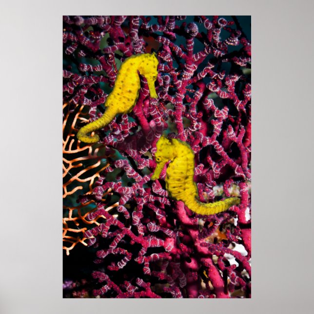 Poster Cavalo do Mar Comum | Hippocampus Taeniopterus (Frente)