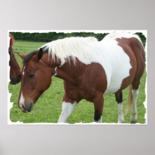 Pôster Cavalo do Pinto