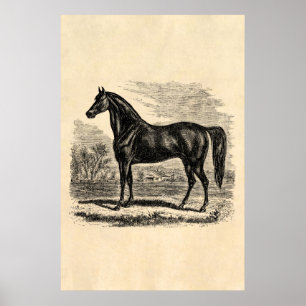 Poster Cavalo dos 1800s do vintage - modelo do Equestrian