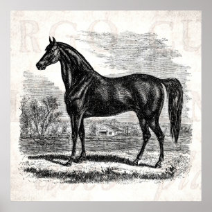Poster Cavalo dos 1800s do vintage - modelo do Equestrian