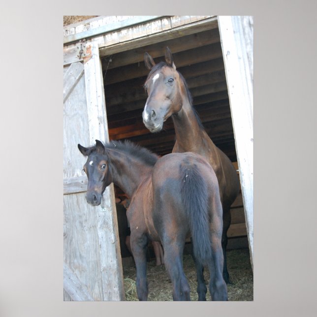 Poster Cavalo e Pony (Frente)