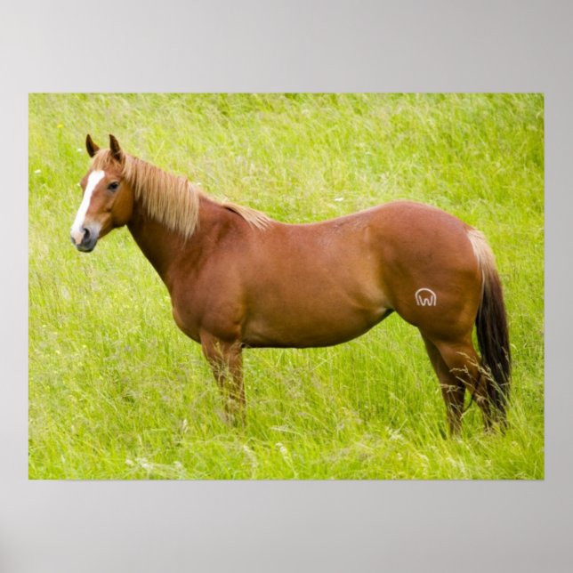 Poster Cavalo em Campo de Primavera (Frente)