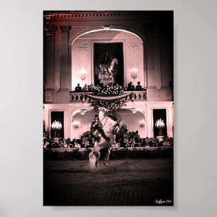 Poster Cavalo Espanhol Vintage Áustria Viena Courbette