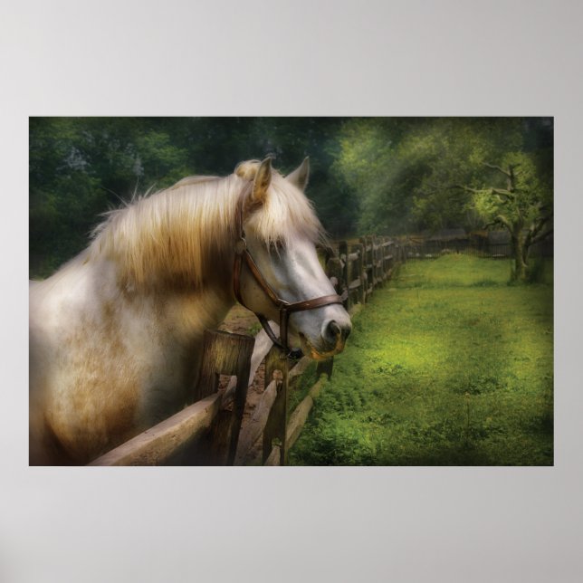 Poster Cavalo - Garanhão Branco (Frente)