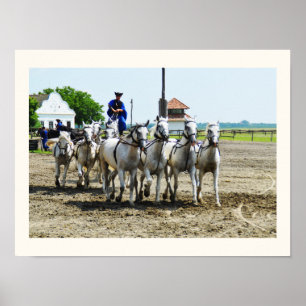 Poster Cavalo húngaro