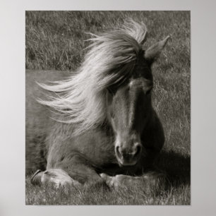 Pôster Cavalo islandês