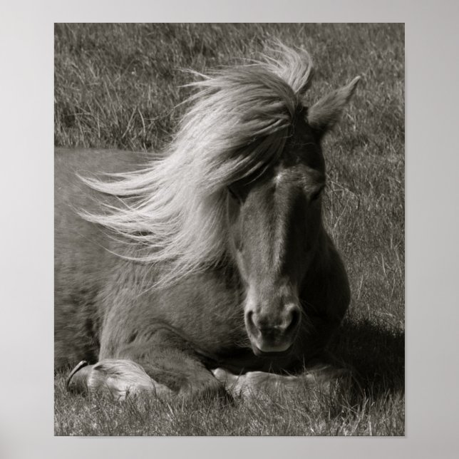Pôster Cavalo islandês (Frente)