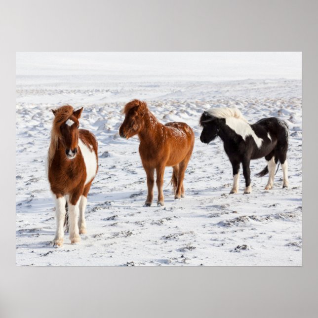 Poster Cavalo Islandês com Típico Casaco de Inverno (Frente)