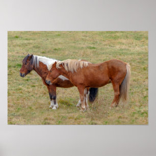 Poster Cavalo Islandês Duo, Pastura Islandesa