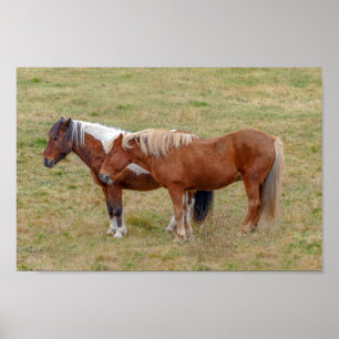 Poster Cavalo Islandês Duo, Pastura Islandesa