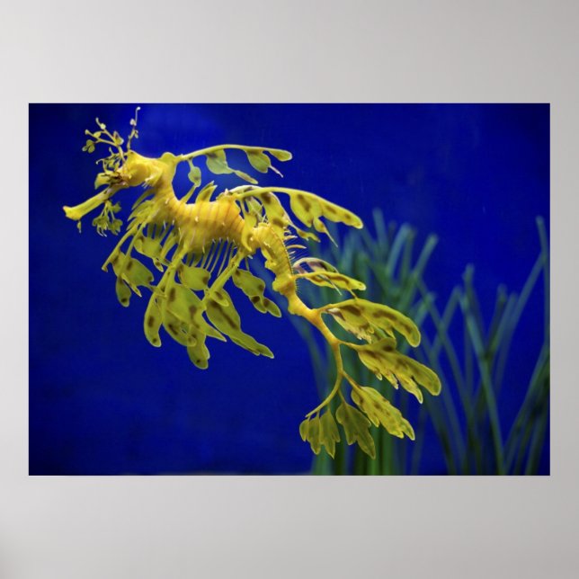 Pôster Cavalo marinho (Frente)