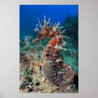 Cavalo Marinho | Hippocampus Ramulosus