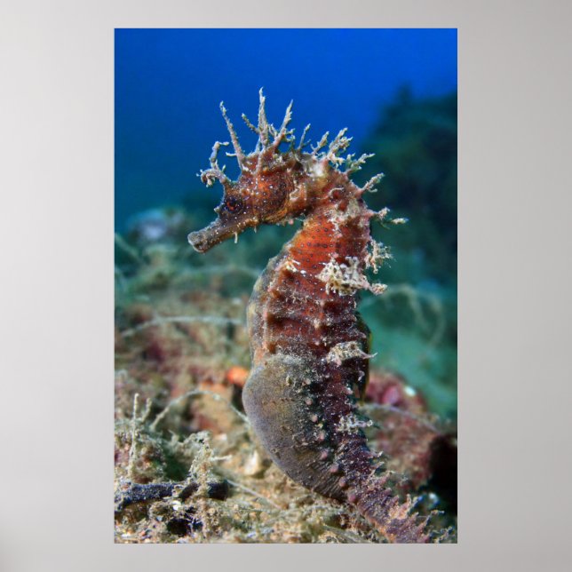 Poster Cavalo Marinho | Hippocampus Ramulosus (Frente)