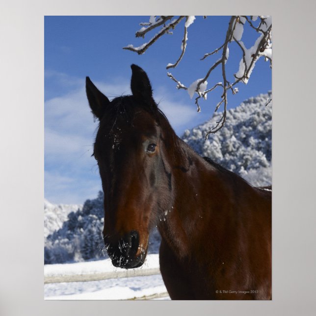 Poster Cavalo marrom no inverno (Frente)