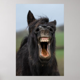 Gráfico de rosto de cavalo sorrindo com dentes grandes · Creative