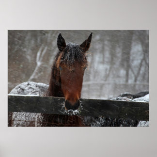 Poster Cavalo na neve