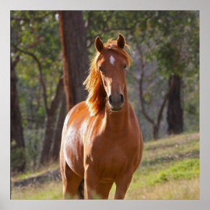 Pôster Cavalo nas madeiras