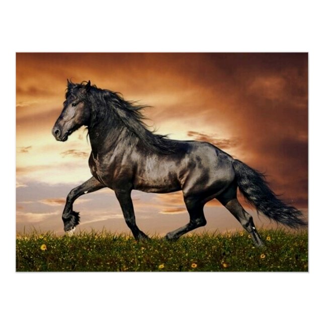 Pôster cavalo negro (Frente)