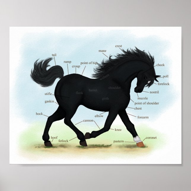 Poster Cavalo Negro com Gráfico de Anatomia de Estrelas e (Frente)