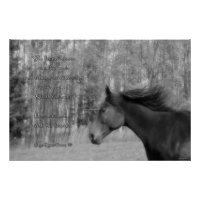 Cavalo Negro e Poema de Aluguer com Foto B&W Equin