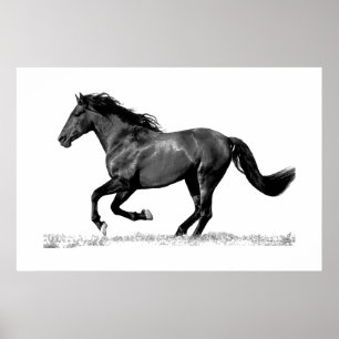 Poster Cavalo Negro em Execução